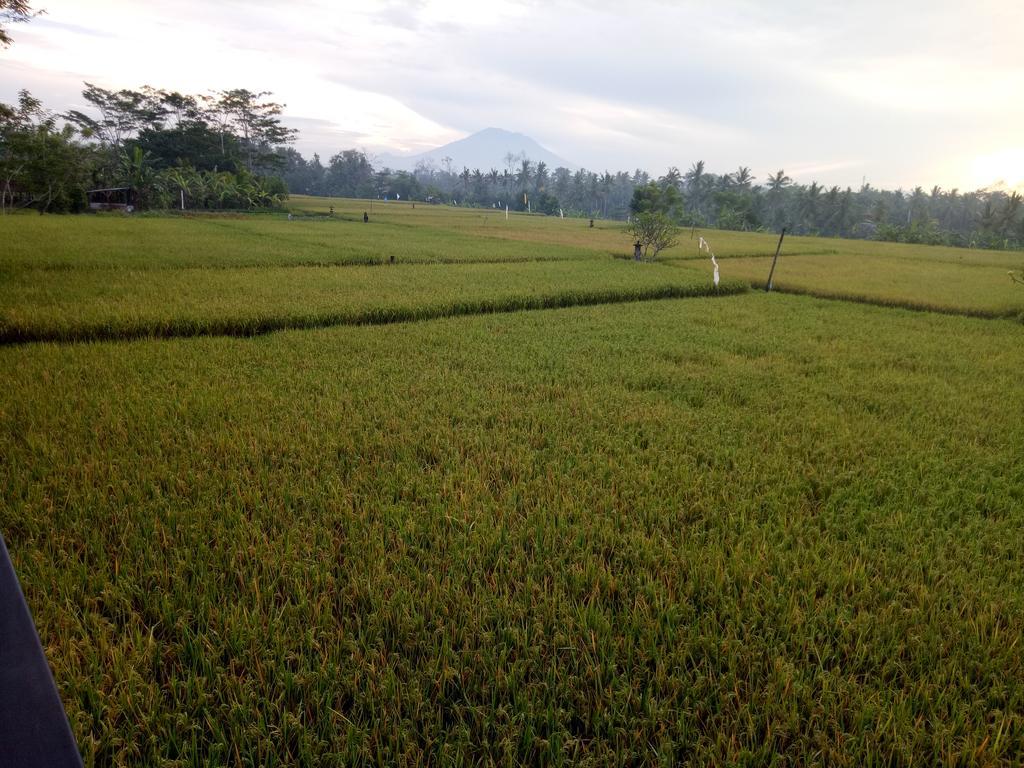Putra Guest House Ubud  Ngoại thất bức ảnh
